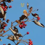 Heute ist der Tag des Baumes! Seit 1952 wird dieser Tag in Deutschland gefeiert. Dieses Jahr ist übrigens die Echte Mehlbeere (Sorbus aria) der Baum des Jahres – ein heimischer Laubbaum.